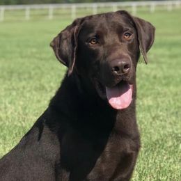 Labrador Retrievers from Flushing Kimber Kennels