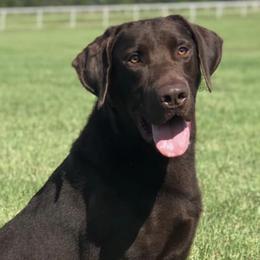 Labrador Retrievers from Flushing Kimber Kennels