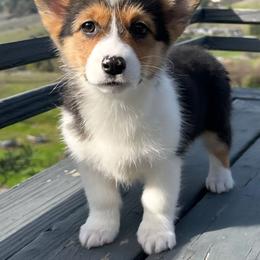 Tri Girl 2 - Black and tan female Pembroke Welsh Corgi puppy in Bay Area, California from MJ's Corgis