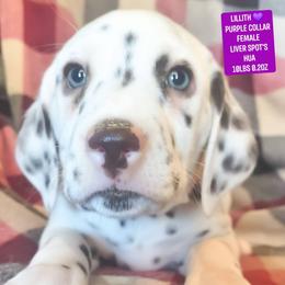 Lillith (Purple Collar Female) HUA - White and liver brown female Dalmatian puppy in Raymondville, Missouri from Wagner's Dalmatian's