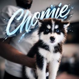 Boy 4 (CHO-MEI aka Chomie) - Black and white male Pomsky puppy in Norfolk, Virginia from 'Brick'House Couture Pomskies