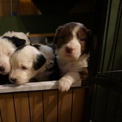 Bordoodle Puppies from Painted Dog Hill