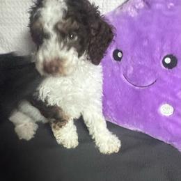 Jasper - Parti male Poodle puppy in Cullman, Alabama from Darlynda May