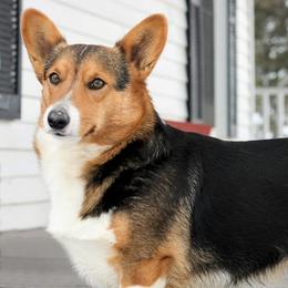 Pembroke Welsh Corgis from Langemeier Corgis