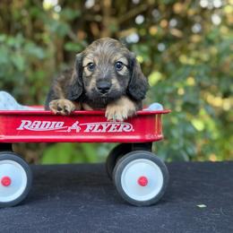 Mr. Hash Brown (Shaded Cream) - Cream male Dachshund puppy in Knoxville, Tennessee from Over The Moon Minis