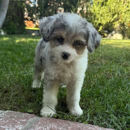 Poppy - Blue merle female Aussiedoodle puppy in Los Angeles, California from LA’s Favorite Puppies