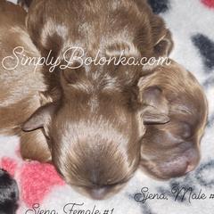 Russian Tsvetnaya Bolonka Puppies from Simply Bolonka - A Russian Tsvetnaya Bolonka Kennel