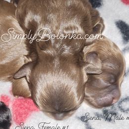 Russian Tsvetnaya Bolonka Puppies from Simply Bolonka - A Russian Tsvetnaya Bolonka Kennel