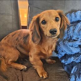 May-AKC EMBARK HEALTH TESTED Mm - Red female Dachshund puppy in Knox City, Missouri from Brittney's Dachshunds