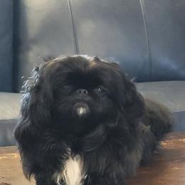 Khan - Pekingese
