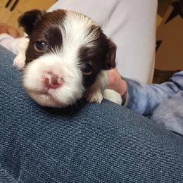 Girl 2 - Chocolate female Havanese puppy in Columbus, Ohio from Havanese Puppies Columbus