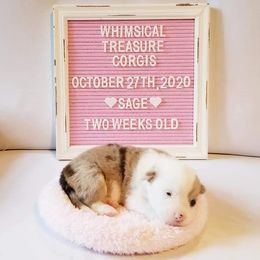 American Corgi and Pembroke Welsh Corgi Puppies from Whimsical Treasure Corgis