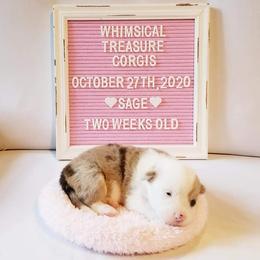 American Corgi and Pembroke Welsh Corgi Puppies from Whimsical Treasure Corgis
