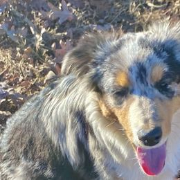 Angel - Miniature American Shepherd puppy from Carolina Pride Aussies