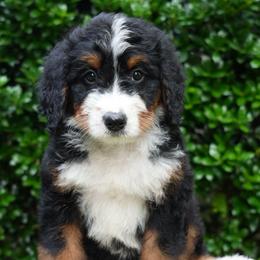 Camille - Tri-color female Bernedoodle puppy in Folsom, Louisiana from DoodlesFarmCo