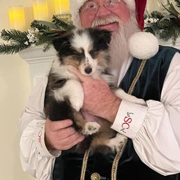 Shetland Sheepdog Puppies from Hawks Acres Shetland Sheepdogs