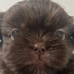 Shih Tzus from Hand Raised Shih Tzu’s