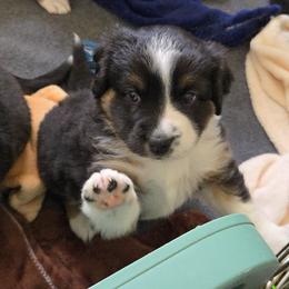 Australian Shepherd and Miniature Australian Shepherd Puppies from Cara Harker