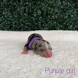 Purple girl - Merle female Bernedoodle puppy in Modesto, California from Two Doods Doodles