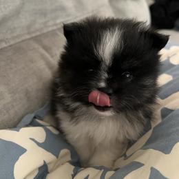 Chihuahua and Pomeranian Puppies from Pure hearts