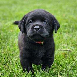 Boy 4-Red - Black male Labrador Retriever puppy in Saunemin, Illinois from Shooting Star Labs