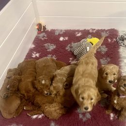 Goldendoodle Puppies from Mandi's Doodles