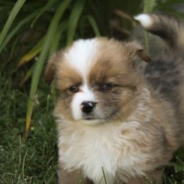Carrots - Red male Companion Cross puppy in Fairview, South Dakota from Dakota Toy Aussies