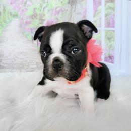 Boston Terrier Puppies from Our Gang Bostons