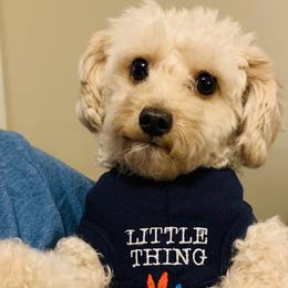 Milo - Poodle