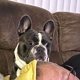 Kim - French Bulldog