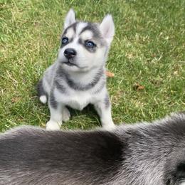 Siberian Husky Puppies from PNWHuskies