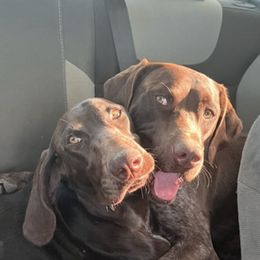 German Shorthaired Pointers from Rocking RMB