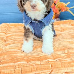 Franklin - Tri-color male Australian Labradoodle puppy in Taylor, Michigan from Mi Best Doodle Ever, LLC