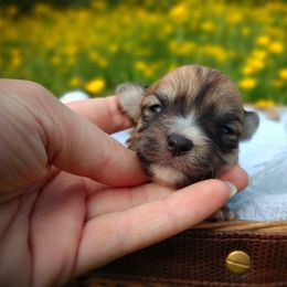 Companion Cross, Havanese, Mal-Shi, Maltese, Maltipoo, Morkie, and Shih Tzu Puppies from Seeking Shalom Acres Maltese, Maltipoos & Havamalts