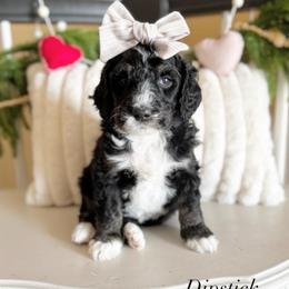 Dipstick - Black and white female Sheepadoodle puppy in Danville, Indiana from Marley’s Doodle Ranch