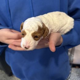 SPOT - Parti male Poodle puppy in Wentworth, South Dakota from PaintersPreciousPoodles