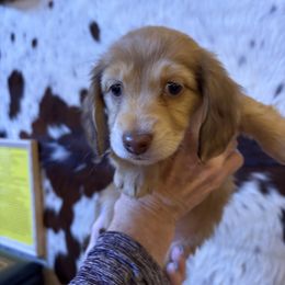 Dachshund Puppies from SchmitZ Dachshunds On The  Concho