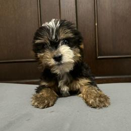 Stripe - Black and tan male Yorkshire Terrier puppy in Rochester, New York from Tnt Yorkies and Cosmic corgis