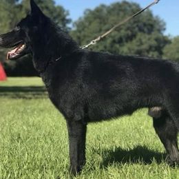 German Shepherds from Würdighaus Kennels