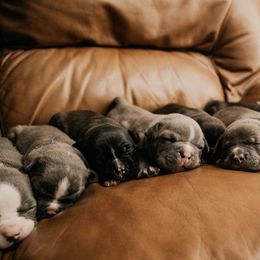 American Bully and Boston Terrier Puppies from Greenberg's Boston Terriers & Bullies of Metro Detroit