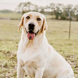 Princess - Labrador Retriever