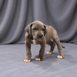 Annabelle - Blue female Great Dane puppy in Montgomery, Texas from KD Sweet Southern Danes