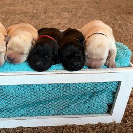 Boy 4 - Yellow male Labrador Retriever puppy in Beavercreek, Oregon from Sweetwater Spring Labradors