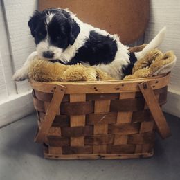 Aussiedoodle Puppies from Deason Doodles