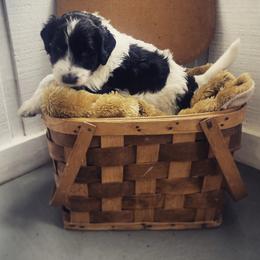 Aussiedoodle Puppies from Deason Doodles