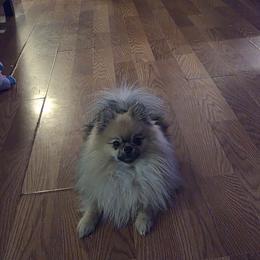 Pomeranian puppies from Magic City Poms