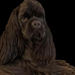 Flirt - Cocker Spaniel