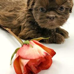 Shih Tzu Puppies from Morningstar's Shih Tzu