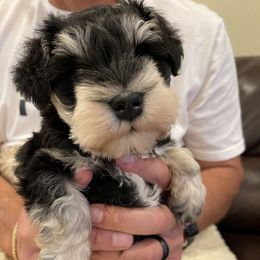 Miniature Schnauzer Puppies from Black Gold Miniature Schnauzers