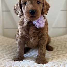 Goldendoodle and Sheepadoodle Puppies from McClelland Doodles